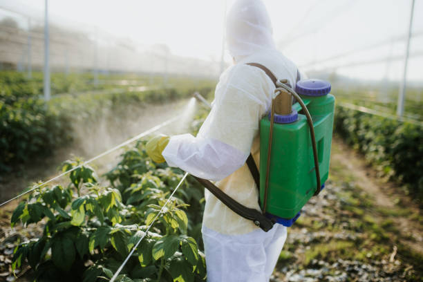 Best Flea Control Services  in Citrus Park, AZ